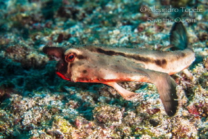Red Lips Batfish, Marshall Island by Alejandro Topete 